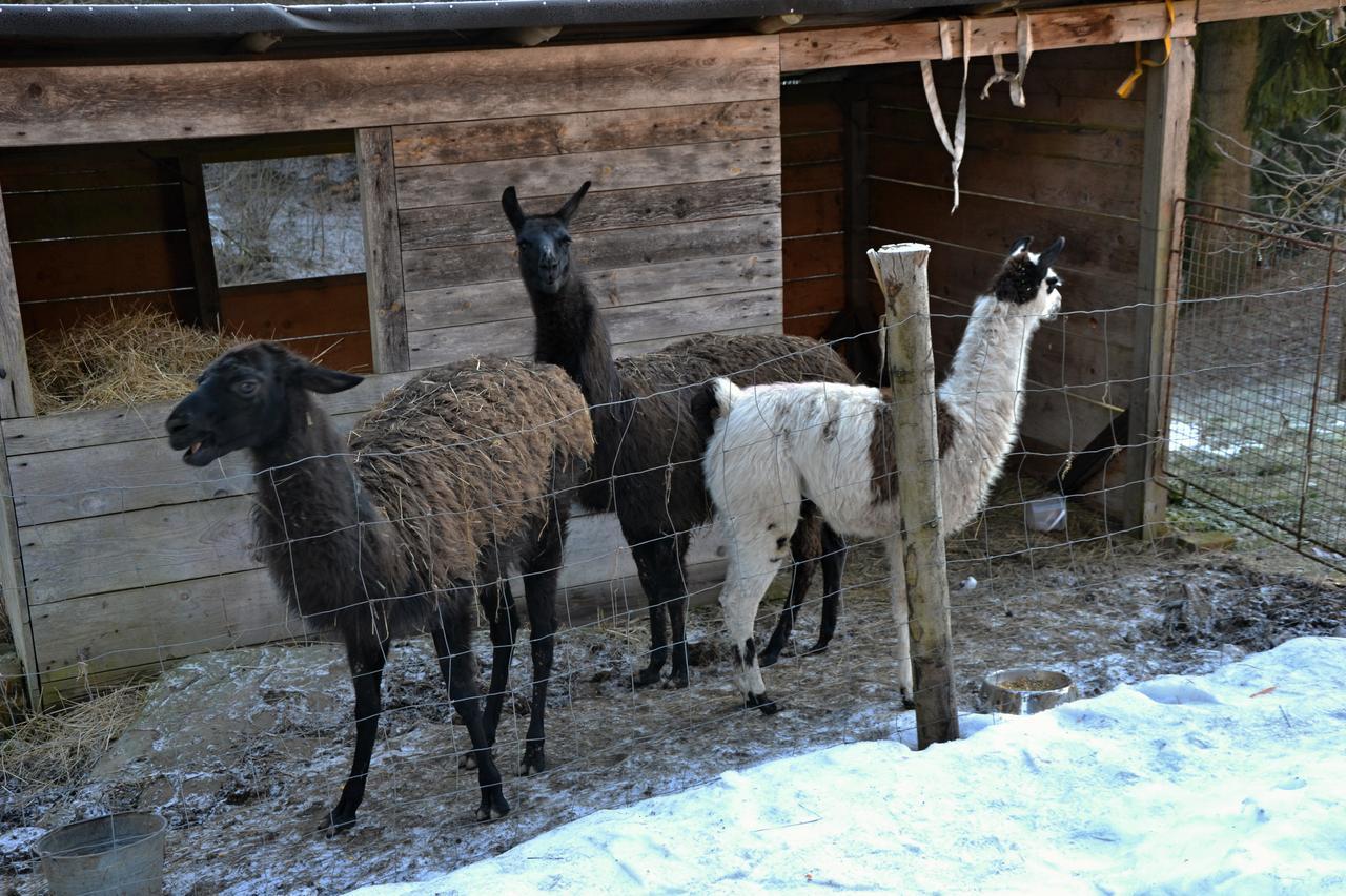 Penzion U Lipy Vysoke nad Jizerou Exterior photo